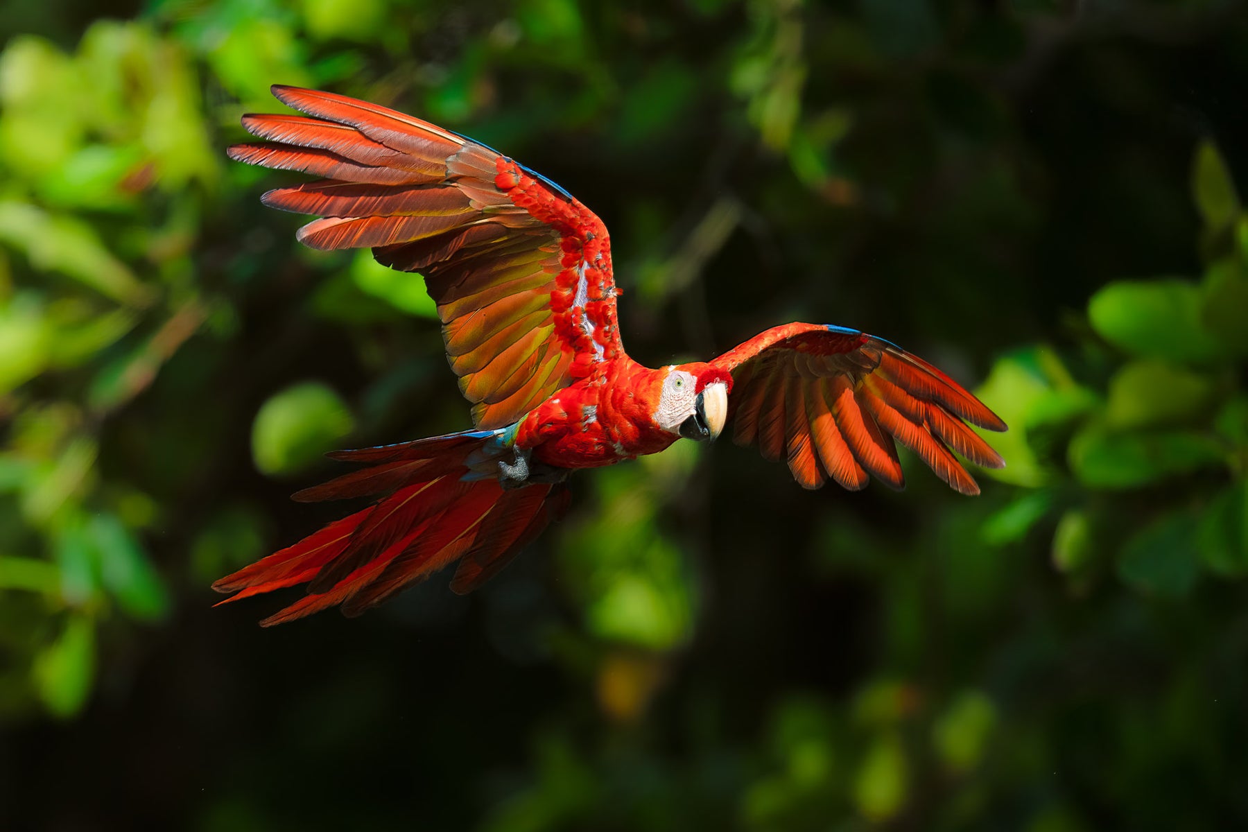 jpg/Alpha-Universe-CameraSetup-Wildlife-Colby-Brown-12-1200_boundsiya9fu.jpg?height=1200&fit=bounds