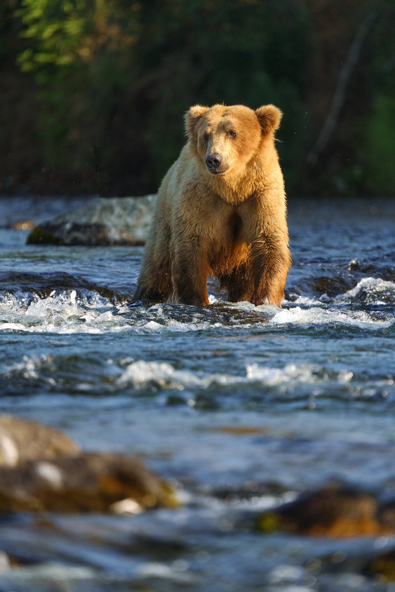 jpg/Alpha-Universe-CameraSetup-Wildlife-Colby-Brown-2-1200_boundsccr2vf.jpg?height=1200&fit=bounds