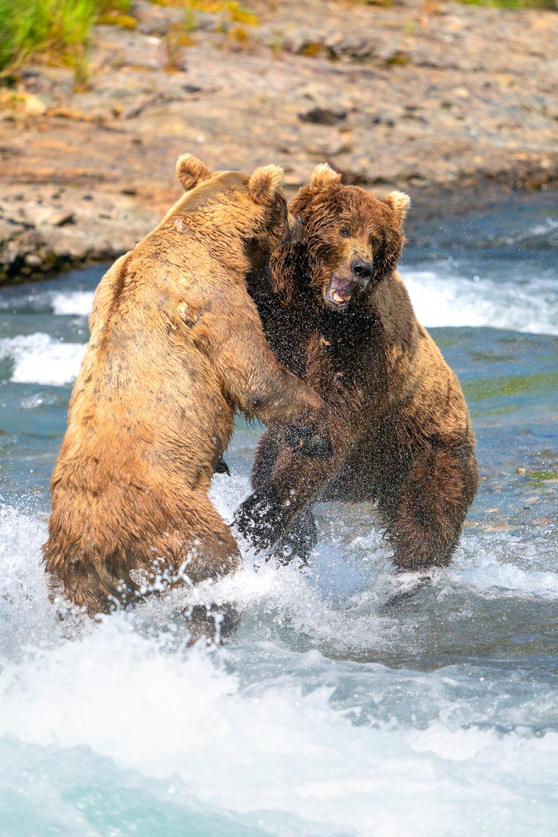 jpg/Alpha-Universe-CameraSetup-Wildlife-Colby-Brown-5-1200_bounds62ktt1.jpg?height=1200&fit=bounds