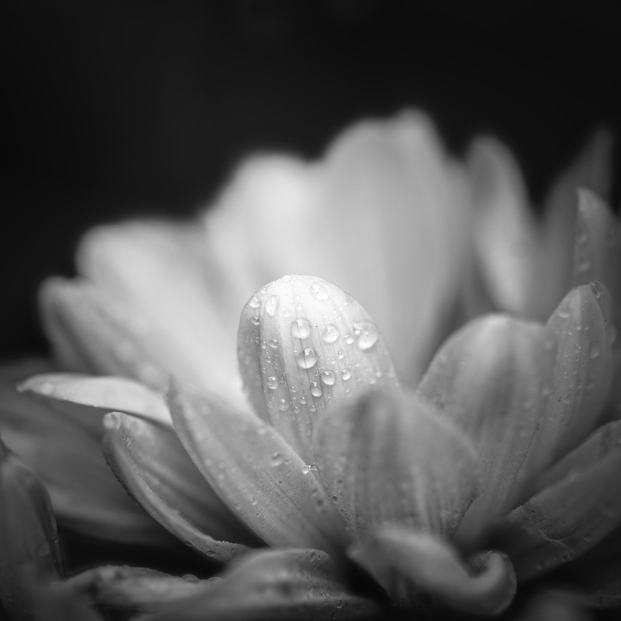 Alpha-Universe-Caroline-Jensen-Macro-BW-2.jpg