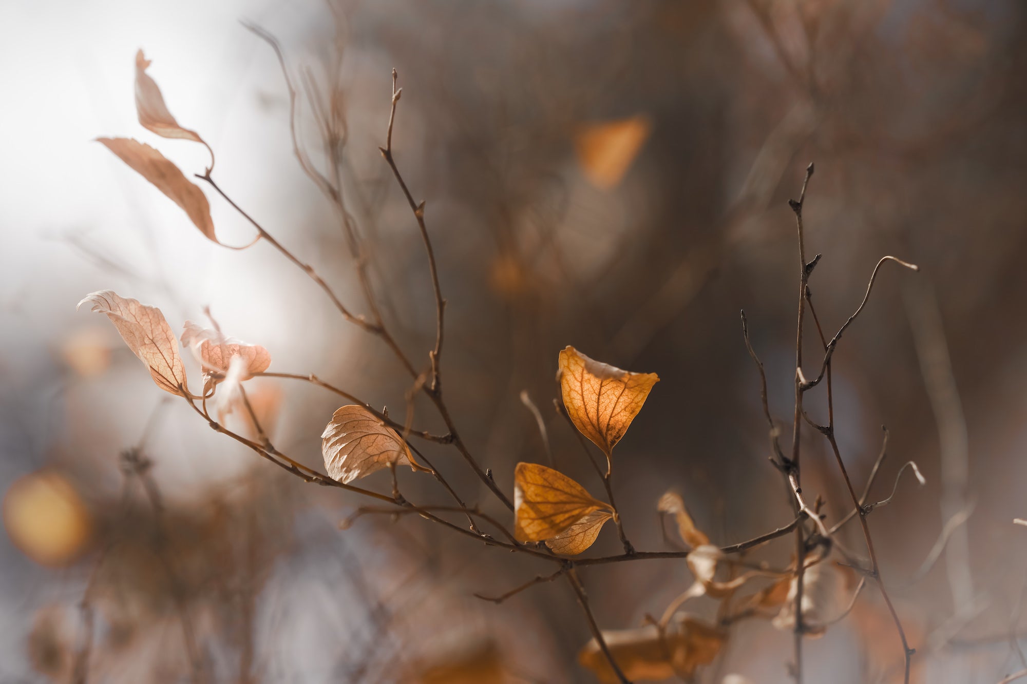 Alpha-Universe-Caroline-Jensen-Macro-Dead-Leaves.jpg