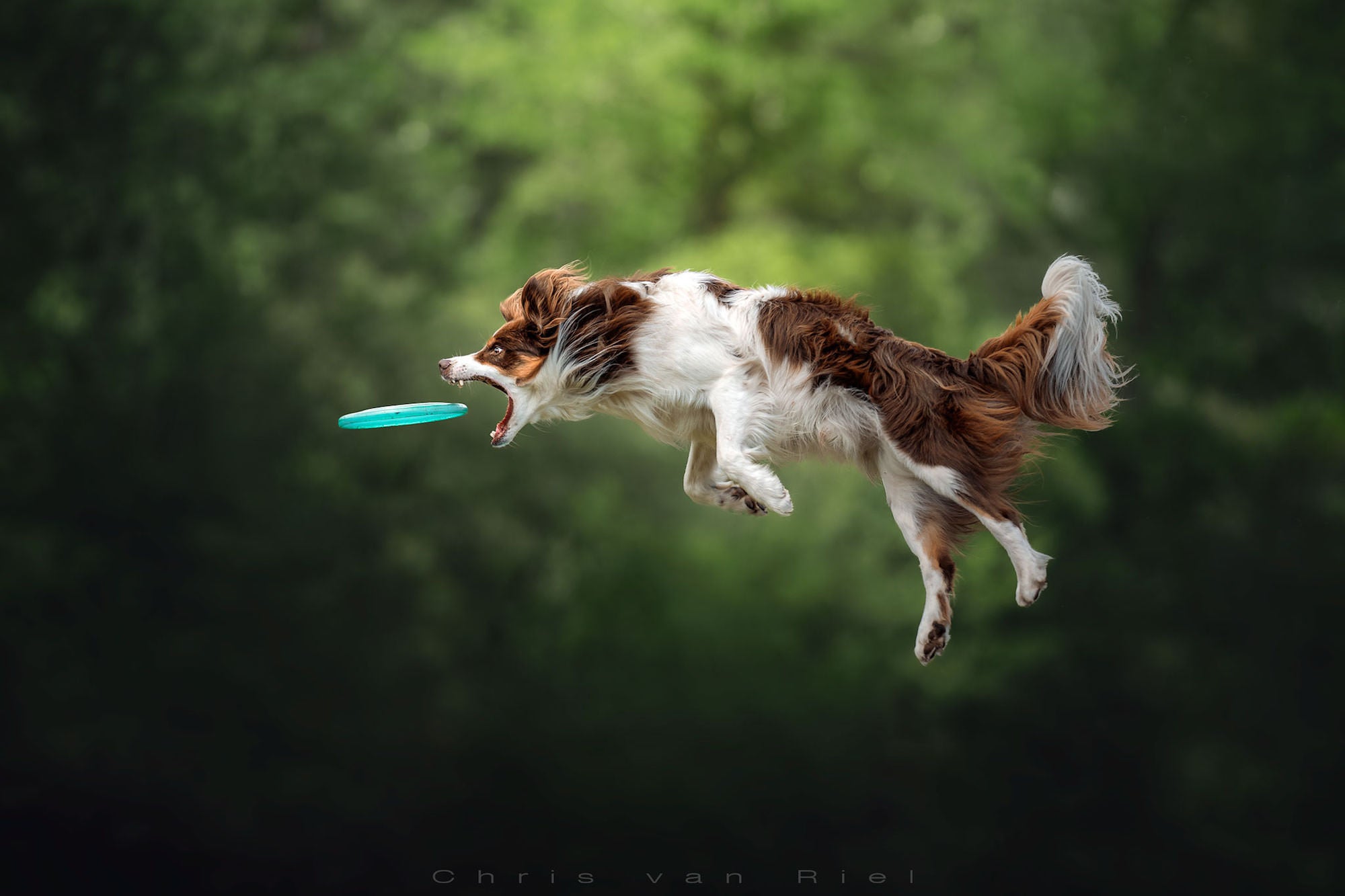Photo by Chris Van Riel. Sony Alpha 9. Sony 135mm f/1.8 G Master. 1/2000-sec., f/1.8, ISO 125