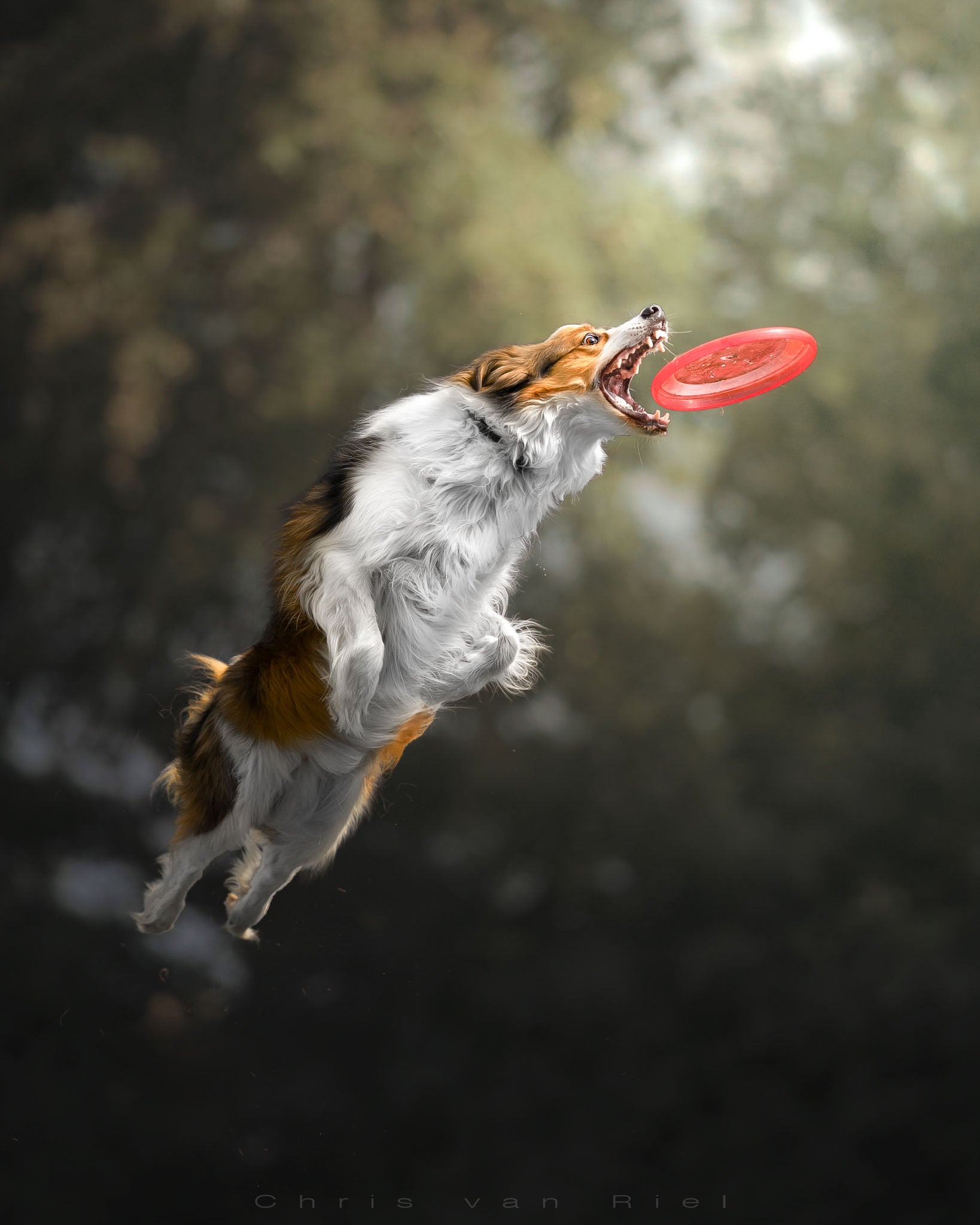 Photo by Chris Van Riel. Sony Alpha 9. Sony 135mm f/1.8 G Master. 1/8000-sec., f/1.8, ISO 100