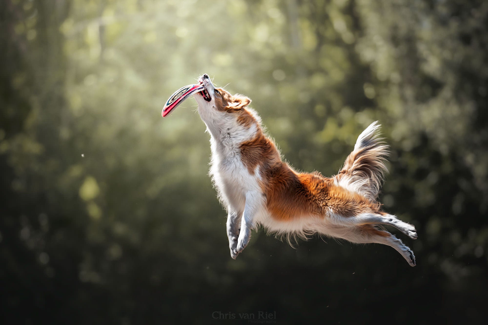 Alpha-Universe-Chris-Van-Riel-Dog-Action-9.S1ZcmZ9ZdF.jpg