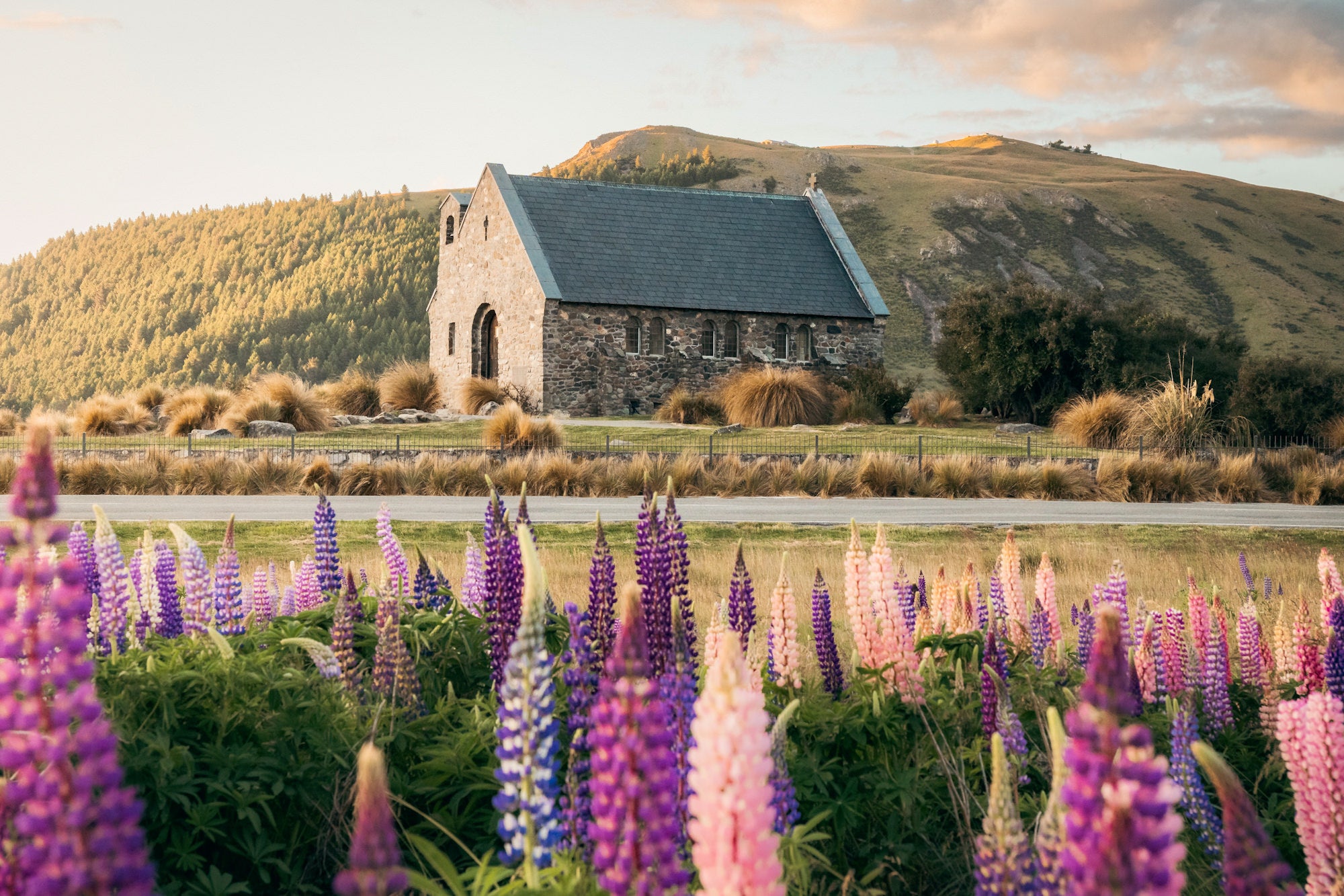 Lupins at Lake Tekapo
