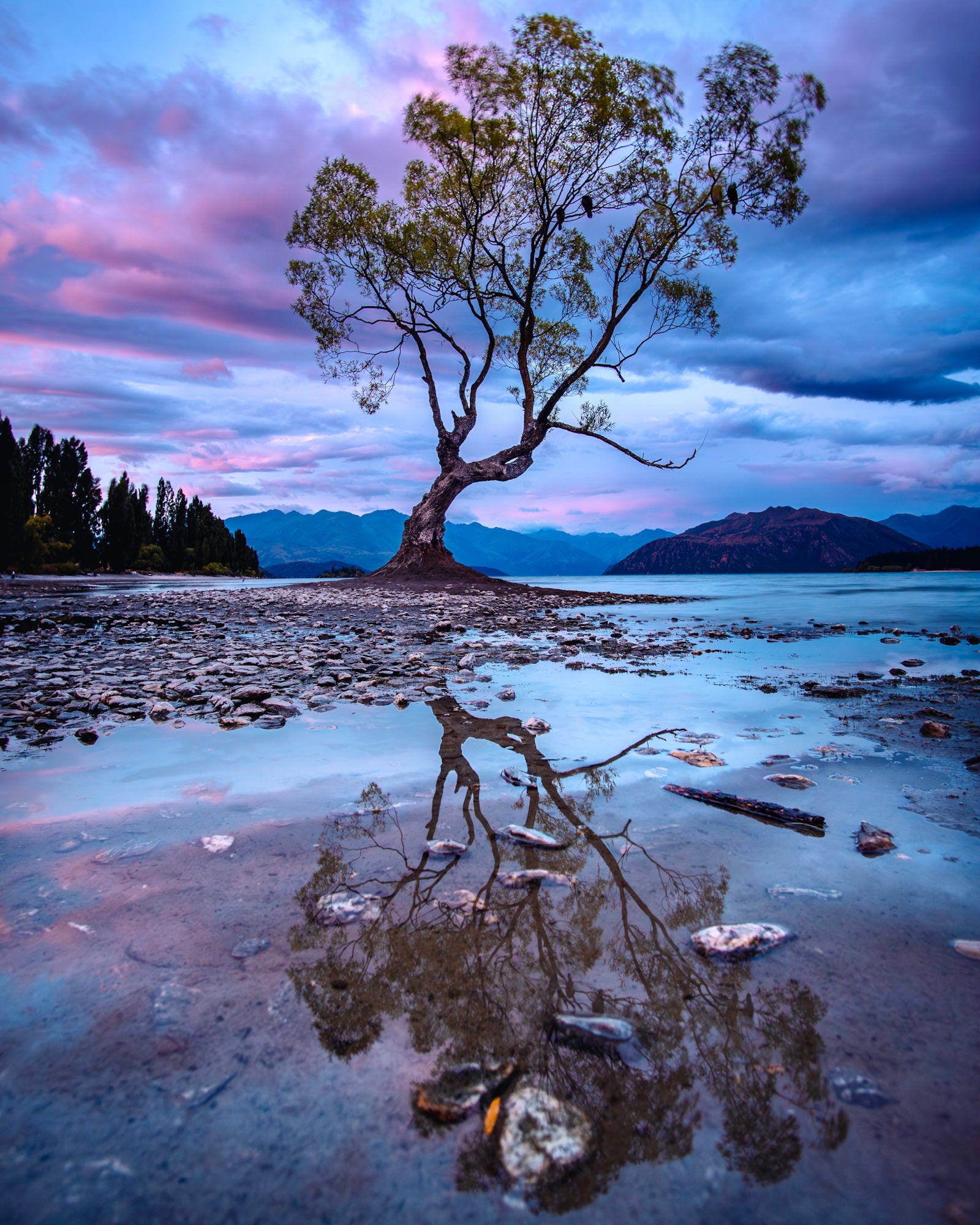 Wanaka Tree photo
