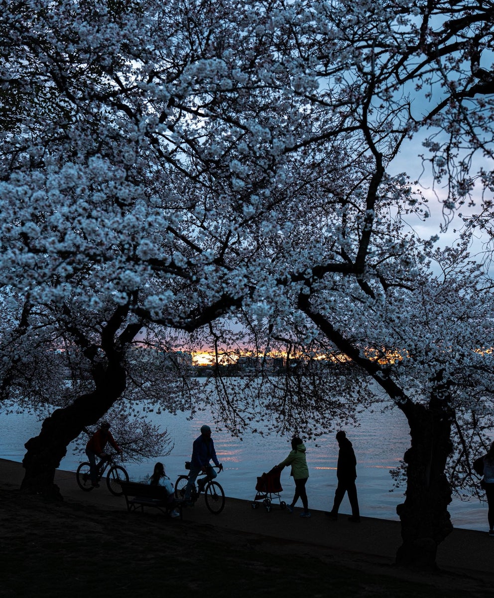 jpg/Alpha-Universe-Drew-Geraci-Cherry-Blossoms-LEDs-1-1200_bounds6o3e39.jpg?height=1200&fit=bounds