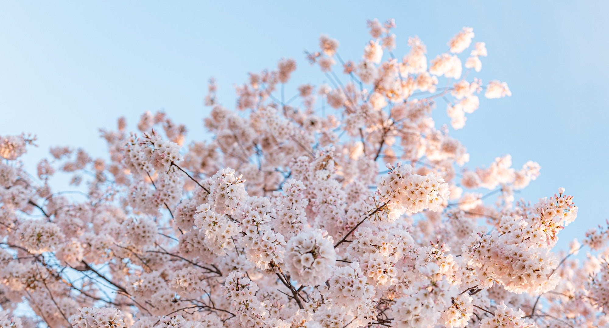 jpg/Alpha-Universe-Drew-Geraci-Cherry-Blossoms-LEDs-2-1200_boundsowj3ns.jpg?height=1200&fit=bounds