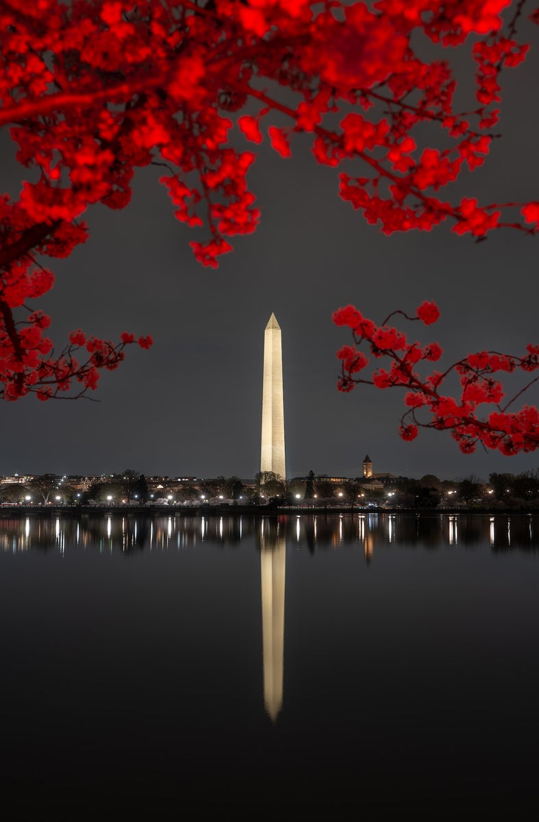 jpg/Alpha-Universe-Drew-Geraci-Cherry-Blossoms-LEDs-3-1200_boundsqce50z.jpg?height=1200&fit=bounds