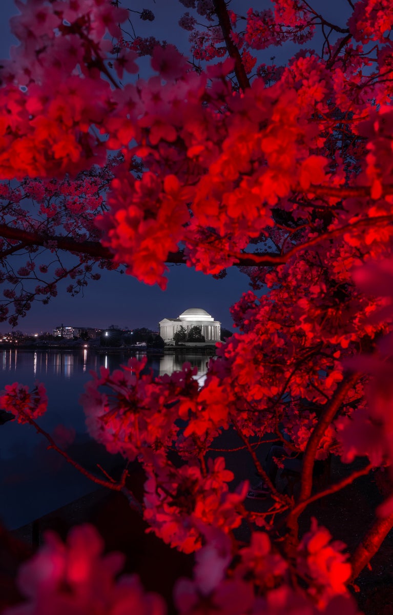 jpg/Alpha-Universe-Drew-Geraci-Cherry-Blossoms-LEDs-5-1200_boundsefclm9.jpg?height=1200&fit=bounds