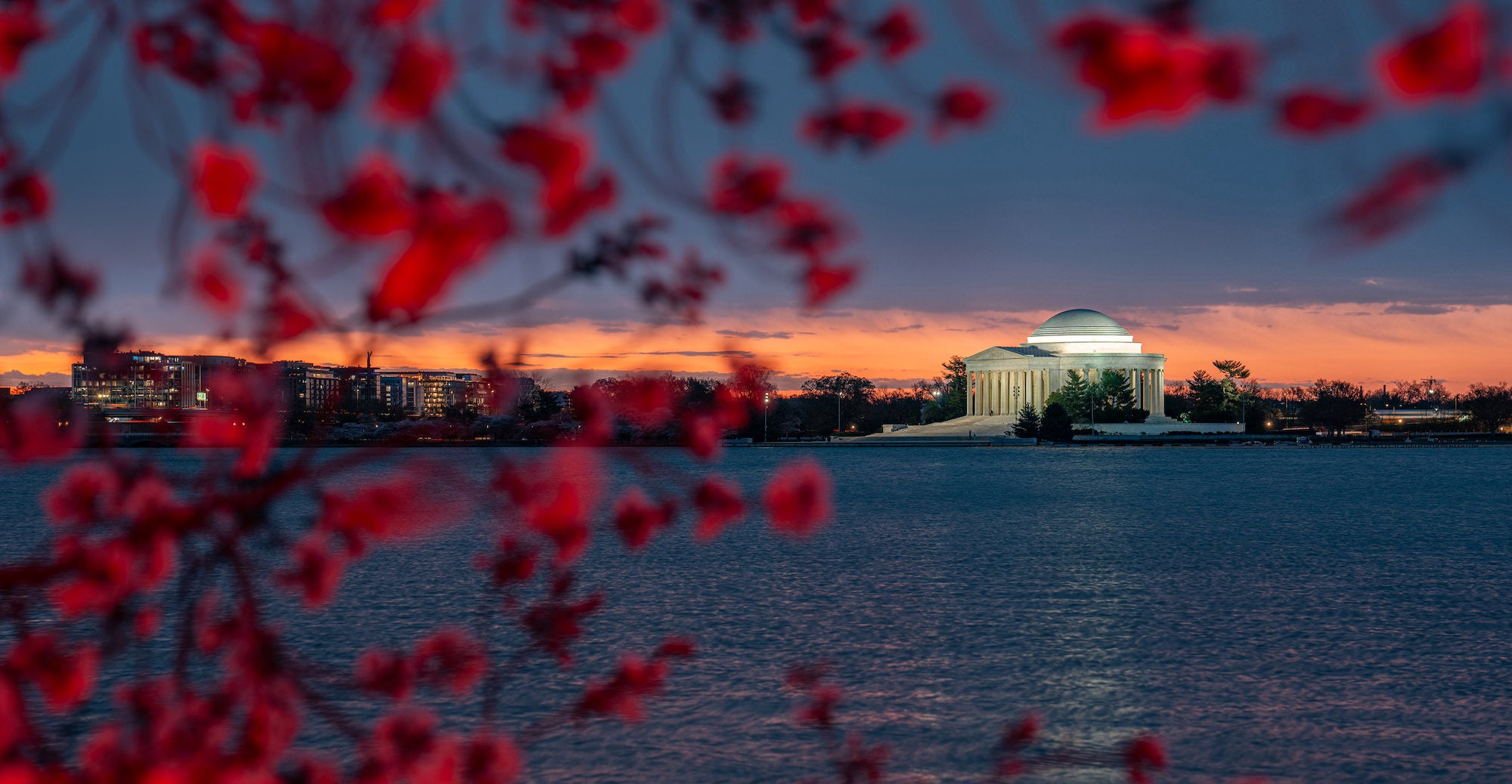 jpg/Alpha-Universe-Drew-Geraci-Cherry-Blossoms-LEDs-6-1200_bounds4i7f91.jpg?height=1200&fit=bounds