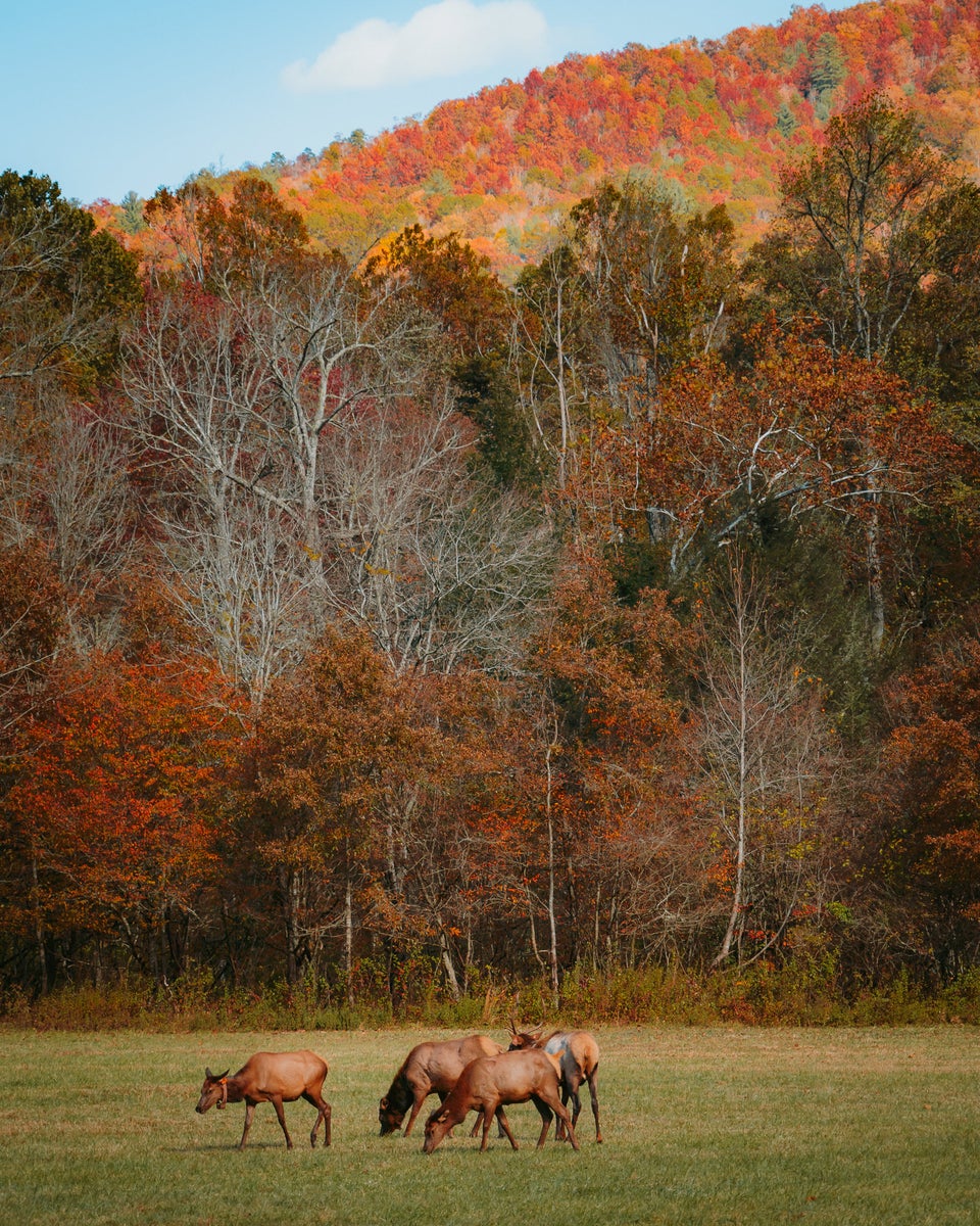 jpg/Alpha-Universe-Fall-Color-Cate-Schweitzer-3-1200_bounds067lz4.jpg?height=1200&fit=bounds