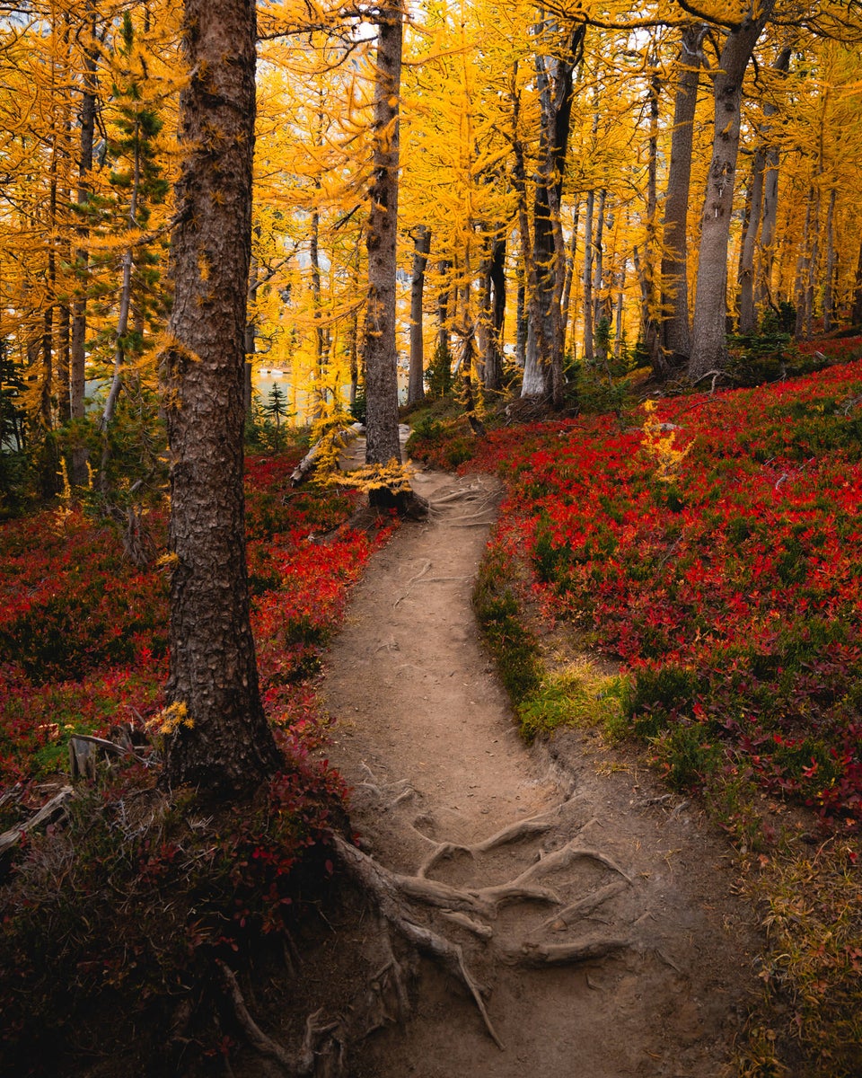 jpg/Alpha-Universe-Fall-Color-Jesse-Roos-2-1200_bounds972mb9.jpg?height=1200&fit=bounds