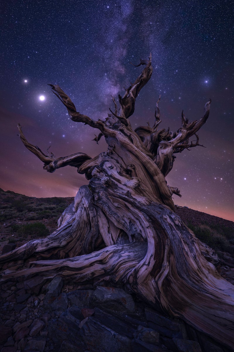 jpg/Alpha-Universe-First-Shots-Jess-Santos-Bristlecones_MW-1200_bounds5bq71x.jpg?height=1200&fit=bounds