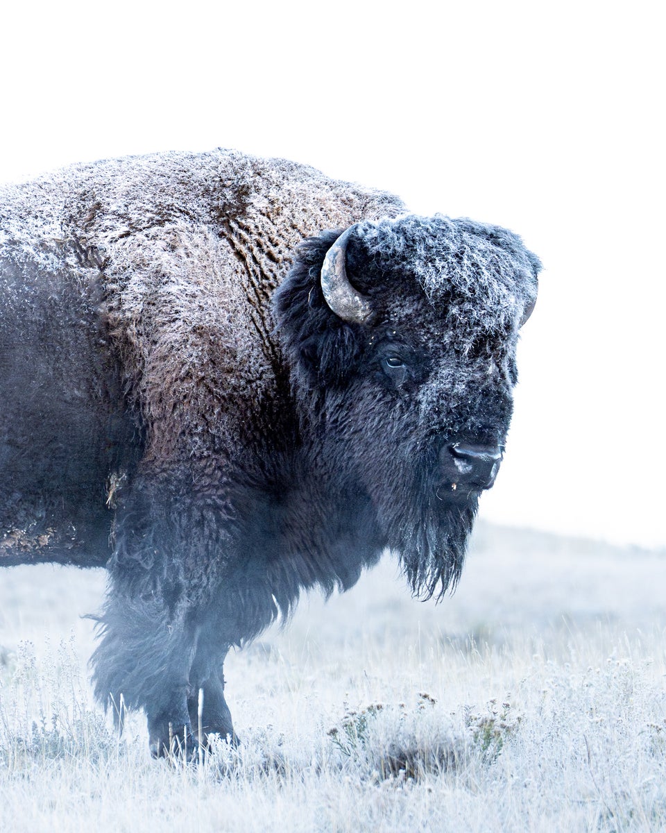 jpg/Alpha-Universe-GMasterII-Jude-Allen-Bison-1200_boundsty60h7.jpg?height=1200&fit=bounds