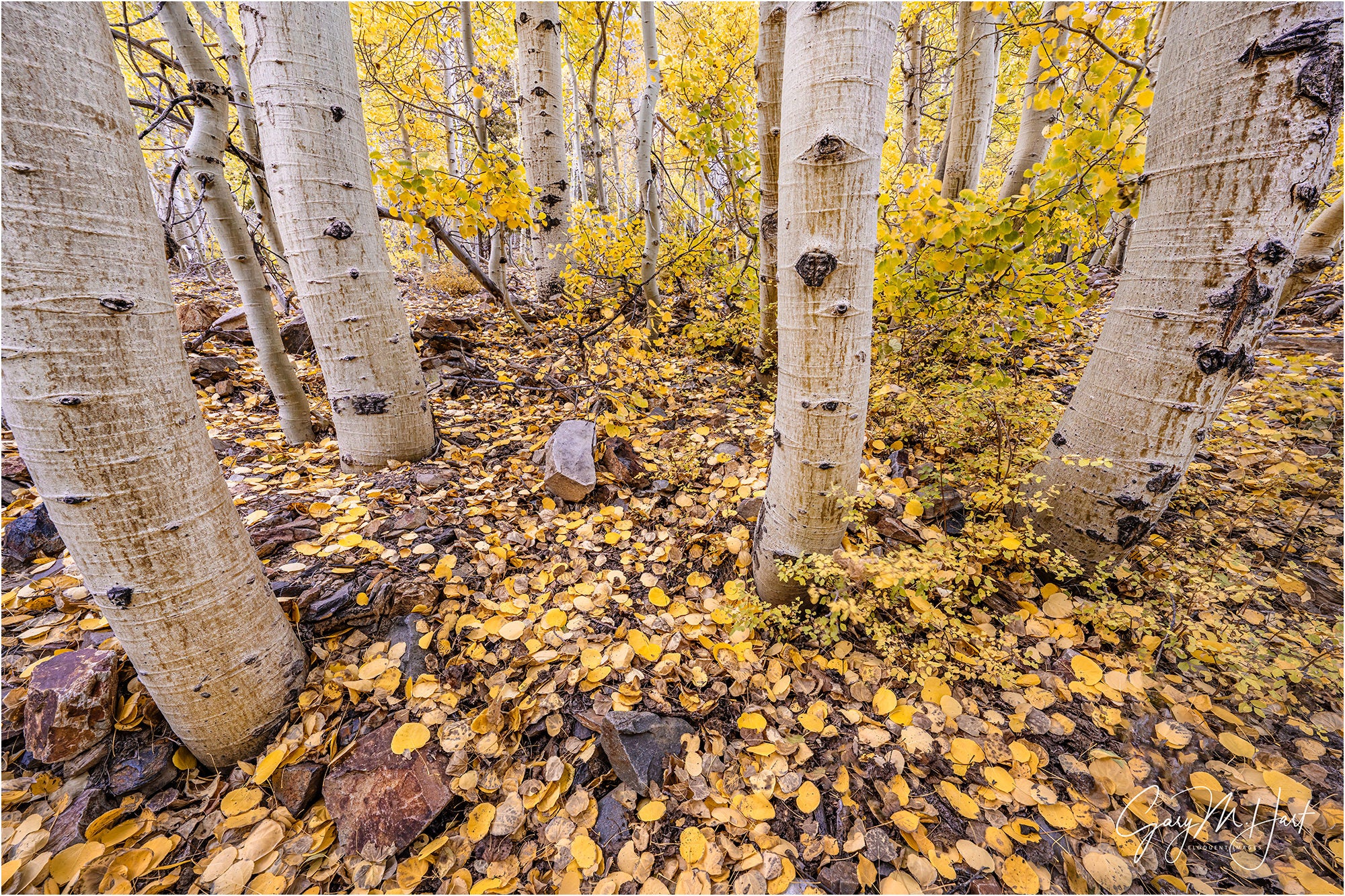 Photo by Gary Hart. Sony Alpha 7R IV. Sony 12-24mm f/2.8 G Master. 1/8-sec., f/11, ISO 800