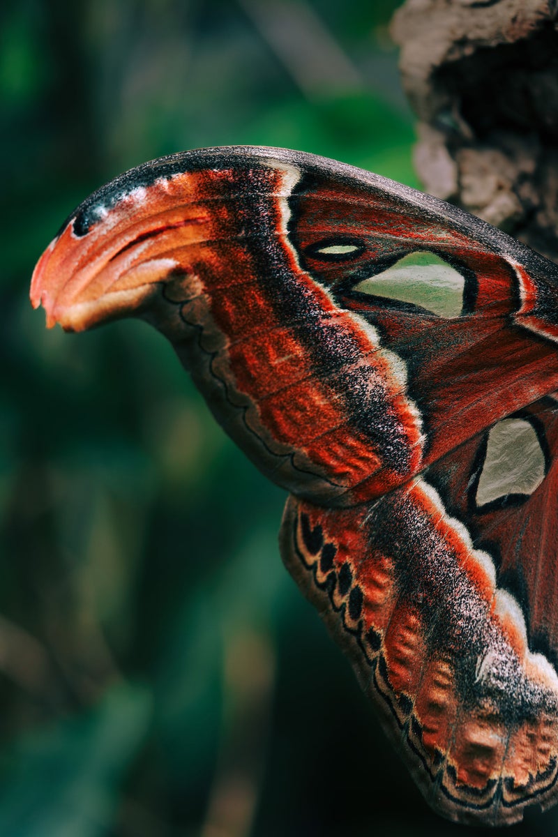 jpg/Alpha-Universe-Gina-Danza-Botany-Bites-Atlas-Moth-1200_boundssgqn0q.jpg?height=1200&fit=bounds