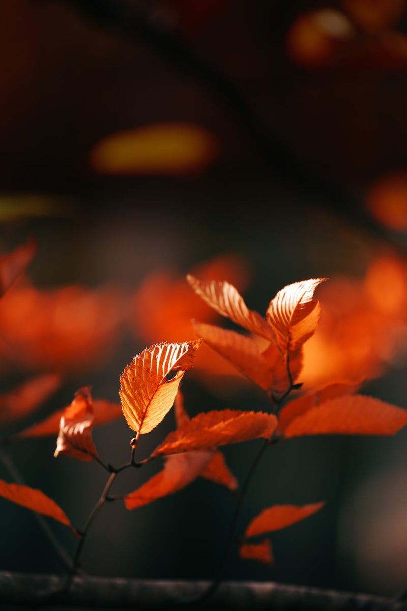 jpg/Alpha-Universe-Gina-Danza-Botany-Bites-Autumn-Maine-1200_bounds6n21ge.jpg?height=1200&fit=bounds