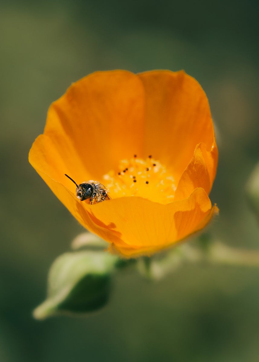 jpg/Alpha-Universe-Gina-Danza-Botany-Bites-Bee-1200_bounds1a23vy.jpg?height=1200&fit=bounds