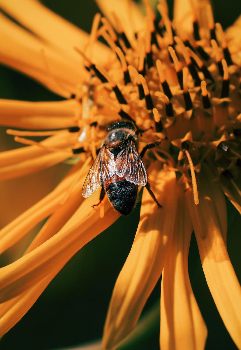 jpg/Alpha-Universe-Gina-Danza-Botany-Bites-Bee-Maine-1200_bounds81ket1.jpg?height=1200&fit=bounds
