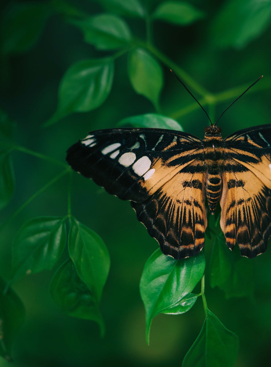 jpg/Alpha-Universe-Gina-Danza-Botany-Bites-Butterfly-1200_boundsw3gnbj.jpg?height=1200&fit=bounds