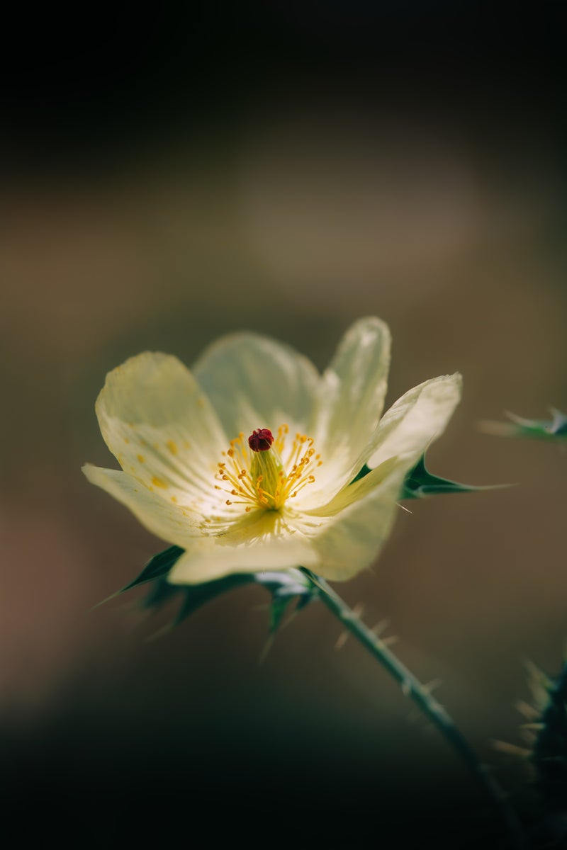 jpg/Alpha-Universe-Gina-Danza-Botany-Bites-Flower-1200_boundsheool9.jpg?height=1200&fit=bounds