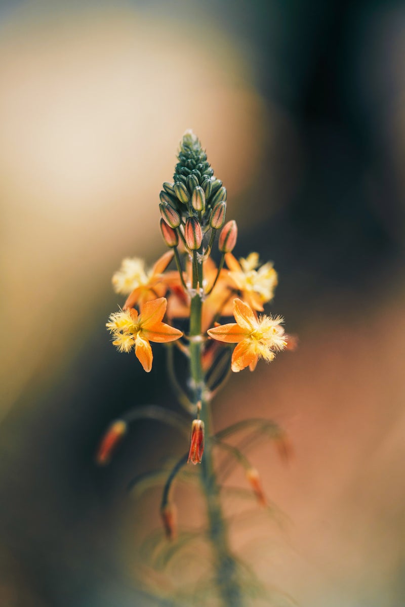 jpg/Alpha-Universe-Gina-Danza-Botany-Bites-Flower2-1200_boundse109sv.jpg?height=1200&fit=bounds