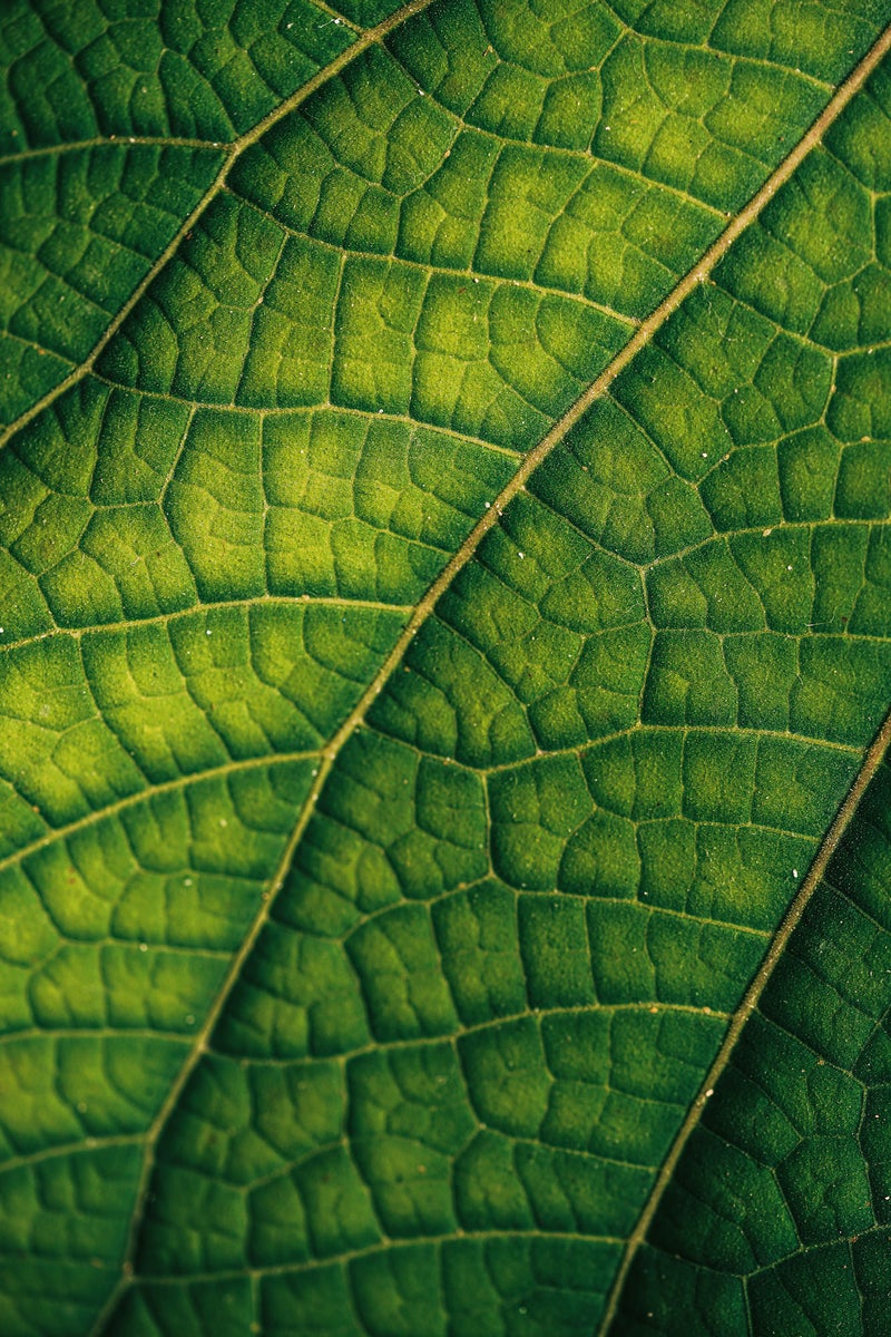 jpg/Alpha-Universe-Gina-Danza-Botany-Bites-Leaf1-1200_boundsuadxzk.jpg?height=1200&fit=bounds