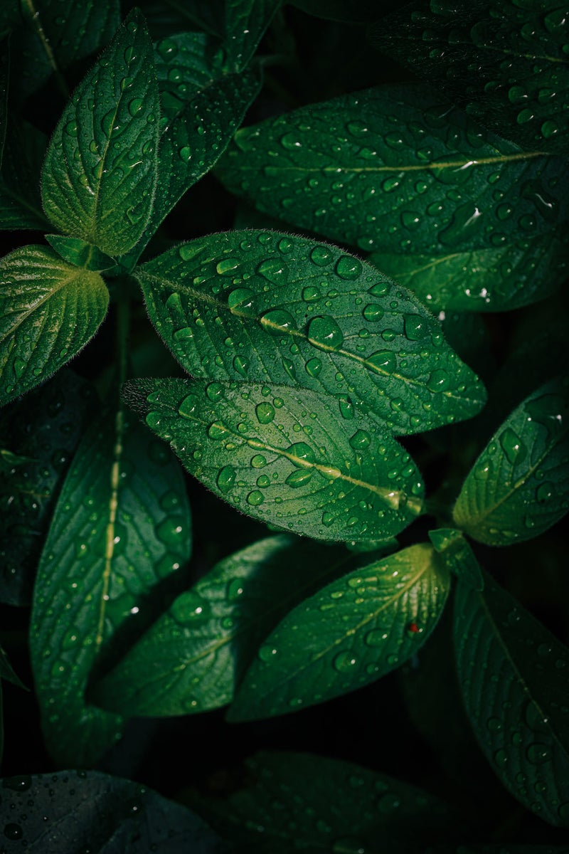 jpg/Alpha-Universe-Gina-Danza-Botany-Bites-Leaf2-1200_boundsaib1c5.jpg?height=1200&fit=bounds