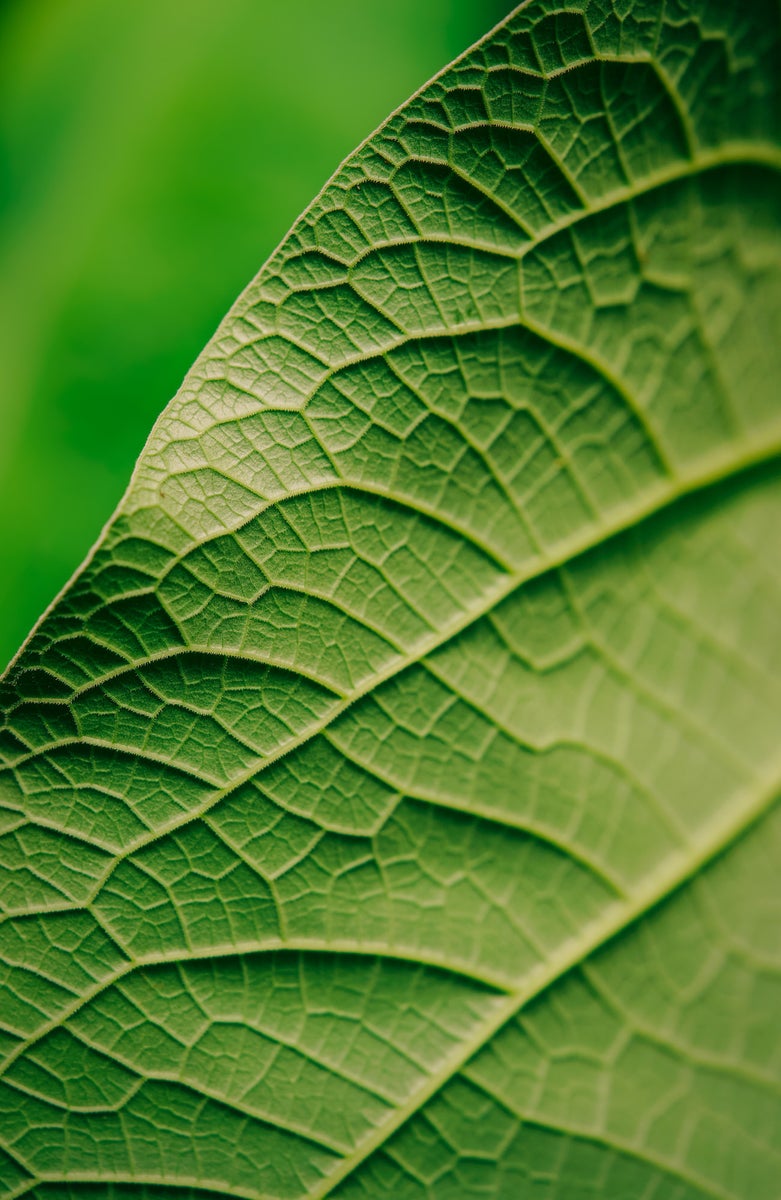 jpg/Alpha-Universe-Gina-Danza-Botany-Bites-Leaf3-1200_boundsf897ut.jpg?height=1200&fit=bounds