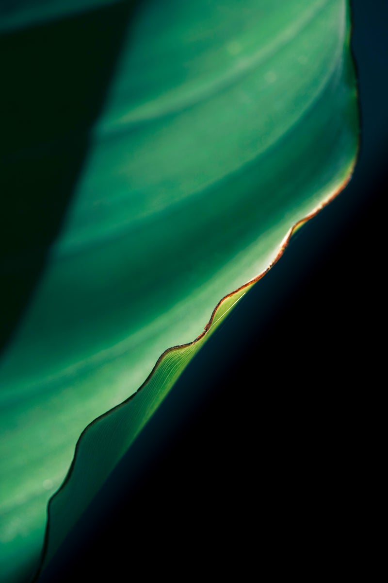 jpg/Alpha-Universe-Gina-Danza-Botany-Bites-Leaf4-1200_boundsbrck6j.jpg?height=1200&fit=bounds