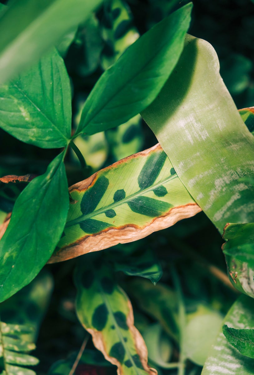 jpg/Alpha-Universe-Gina-Danza-Botany-Bites-Leaf5-1200_boundssnad29.jpg?height=1200&fit=bounds