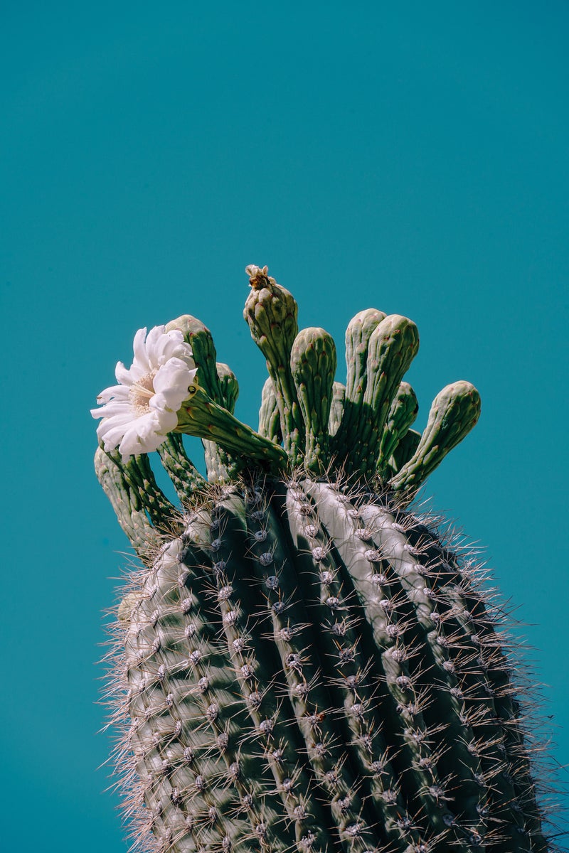 jpg/Alpha-Universe-Gina-Danza-Botany-Bites-Saguaro-Blossom-1200_bounds8mnw7a.jpg?height=1200&fit=bounds
