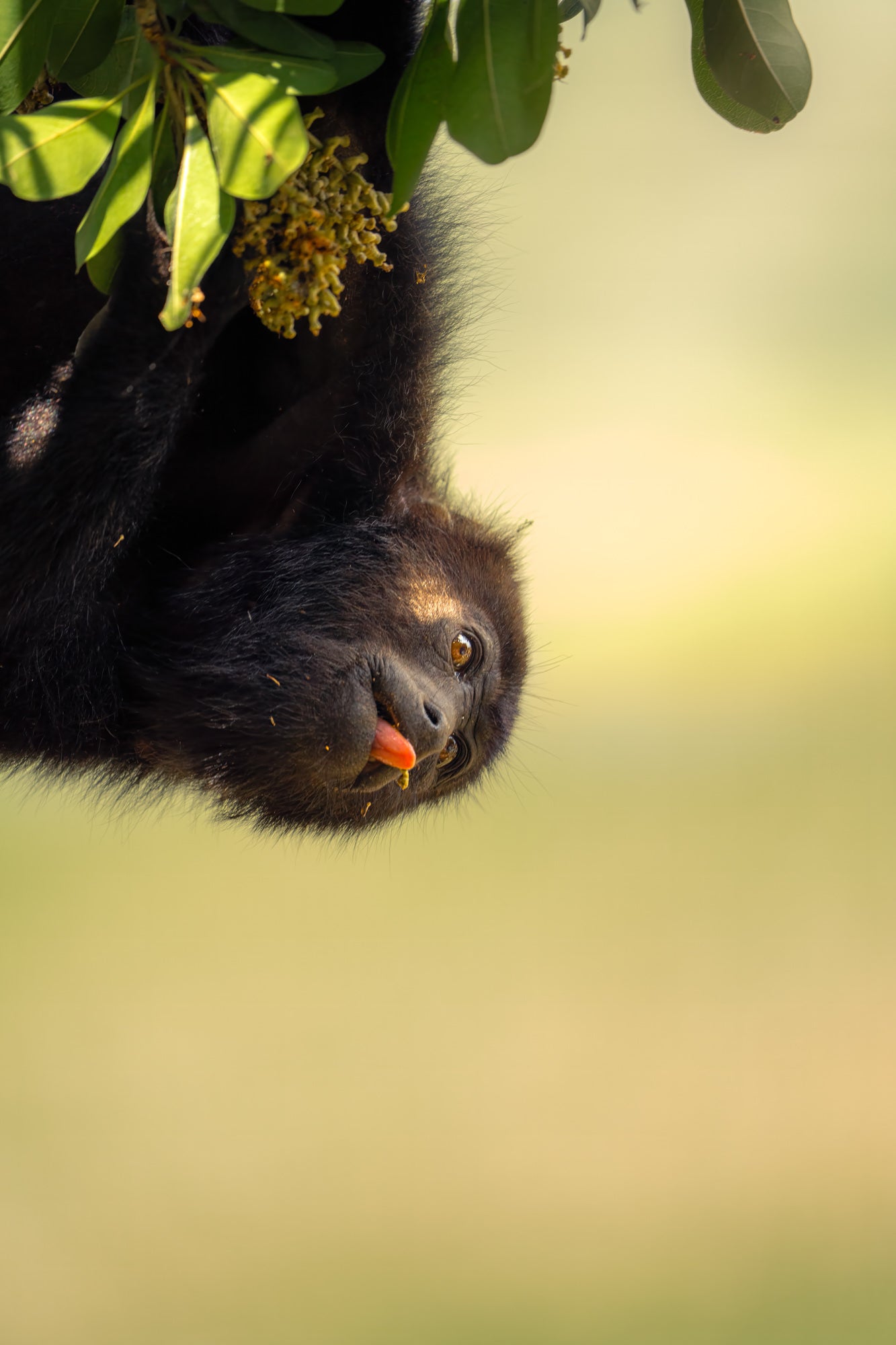 Photo by Hayden Dumaw. Alpha 7R IV. 200-600mm f/5.6-6.3 G. 1/500-sec., f/6.3, ISO 800 Photo by Hayden Dumaw. Alpha 7R IV. 200-600mm f/5.6-6.3 G. 1/500-sec., f/6.3, ISO 800