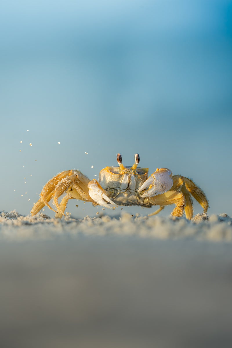 jpg/Alpha-Universe-Hayden-Dumaw-Wildlife-Photo-2-1200_boundsk0p7e8.jpg?height=1200&fit=bounds