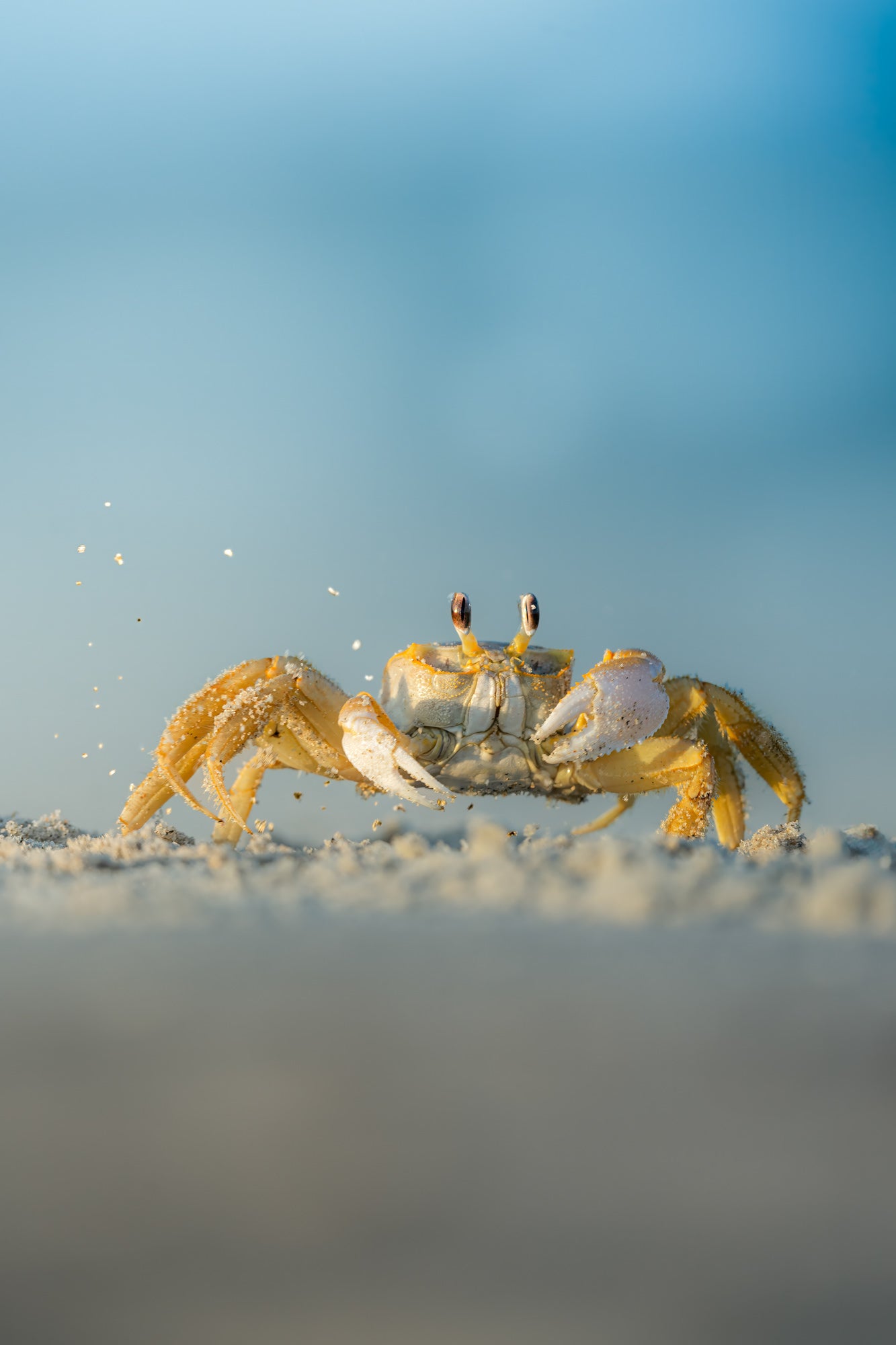 Photo by Hayden Dumaw. Alpha 7R IV. 200-600mm f/5.6-6.3 G. 1/800-sec., f/6.3, ISO 400 Photo by Hayden Dumaw. Alpha 7R IV. 200-600mm f/5.6-6.3 G. 1/800-sec., f/6.3, ISO 400