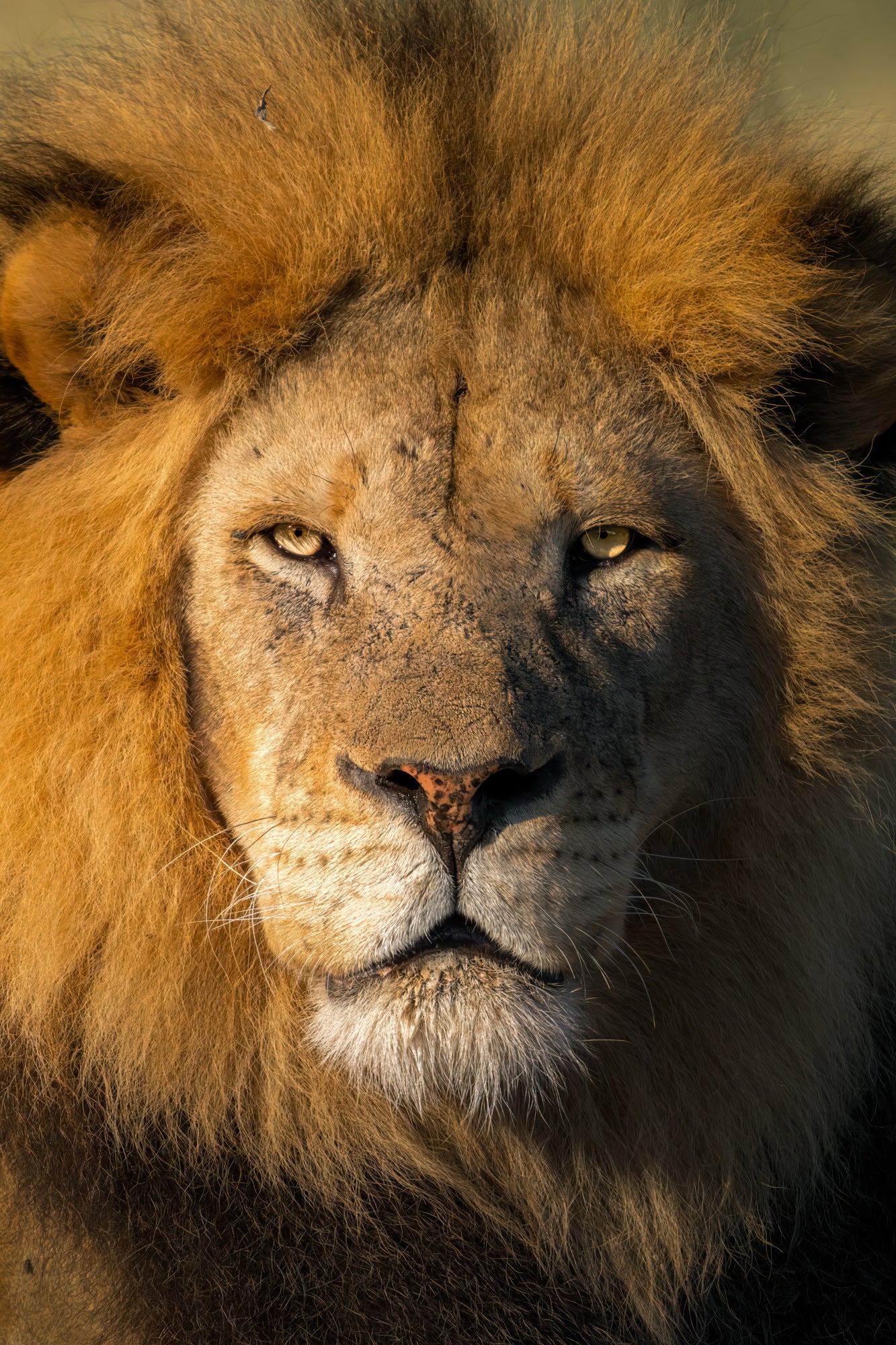 Photo by Hayden Dumaw. Alpha 7R IV. 200-600mm f/5.6-6.3 G. 1/2000-sec., f/6.3, ISO 1000 Photo by Hayden Dumaw. Alpha 7R IV. 200-600mm f/5.6-6.3 G. 1/2000-sec., f/6.3, ISO 1000