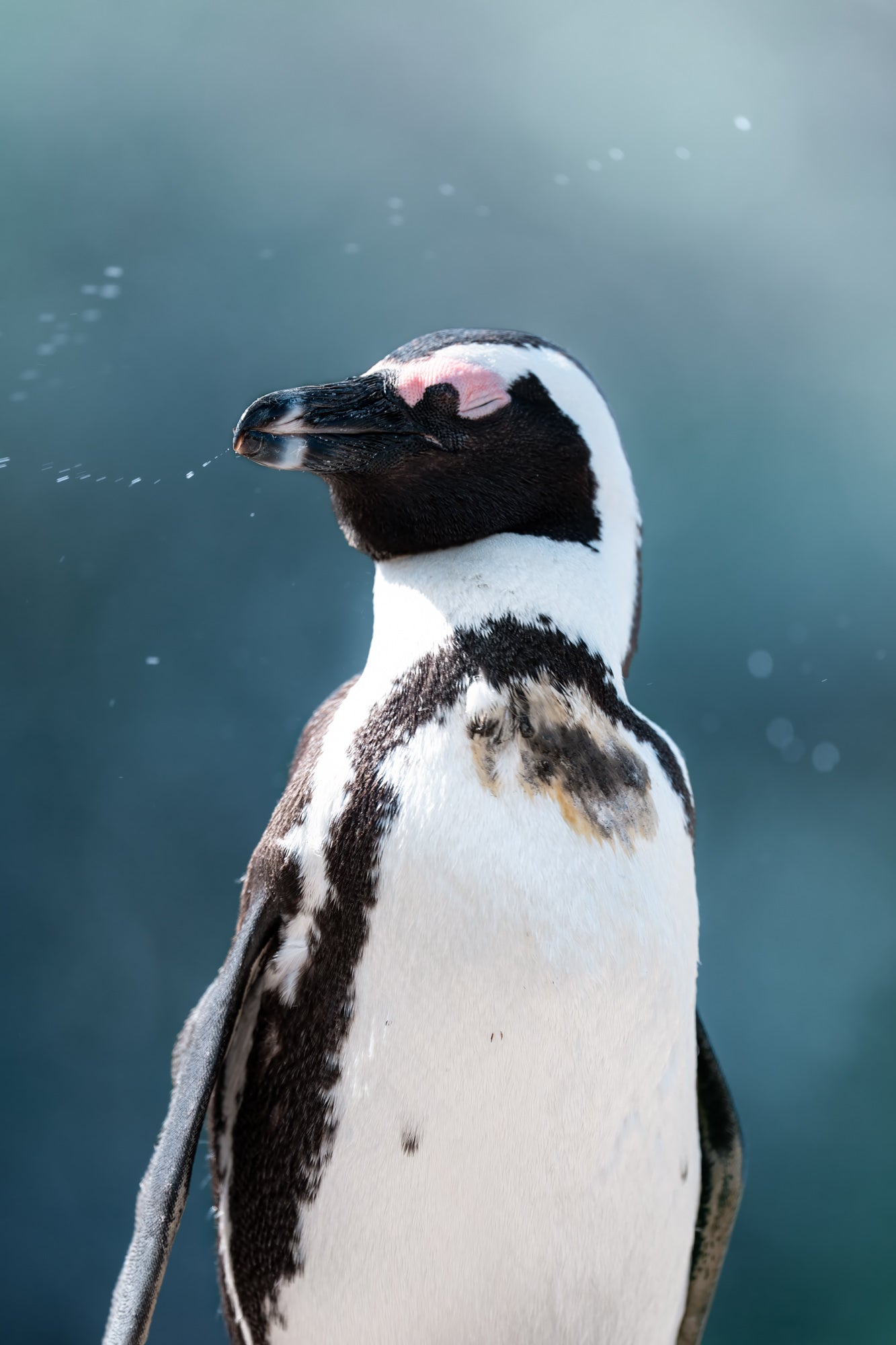 Photo by Hayden Dumaw. Alpha 1 II. 600mm f/4 G Master. 1/1000-sec., f/4, ISO 320 Photo by Hayden Dumaw. Alpha 1 II. 600mm f/4 G Master. 1/1000-sec., f/4, ISO 320