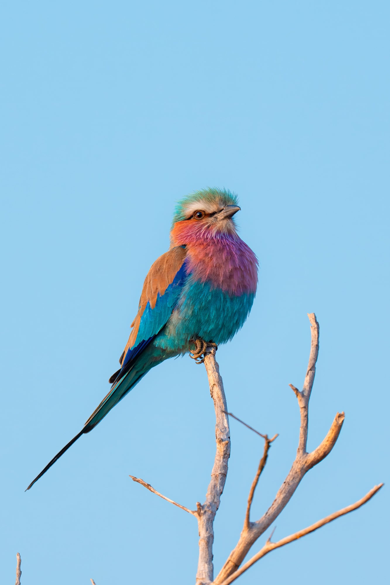 Photo by Hayden Dumaw. Alpha 1 II. 600mm f/4 G Master. 1/800-sec., f/4, ISO 250 Photo by Hayden Dumaw. Alpha 1 II. 600mm f/4 G Master. 1/800-sec., f/4, ISO 250