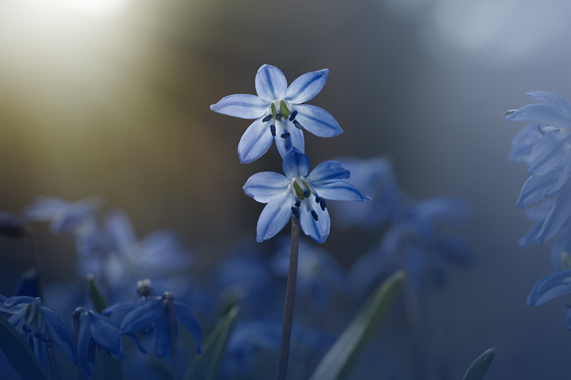 Photo by Caroline Jensen. Sony Alpha 7 IV. Sony 90mm f/2.8 Macro G. 1/250-sec., f/8, ISO 1000