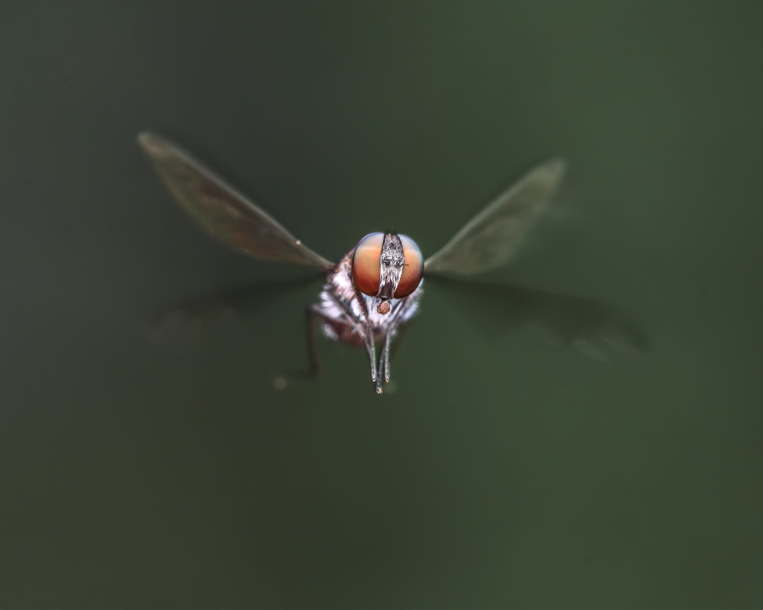 jpg/Alpha-Universe-Jose-Madrigal-Macro-10-1200_boundsx0cylz.jpg?height=1200&fit=bounds