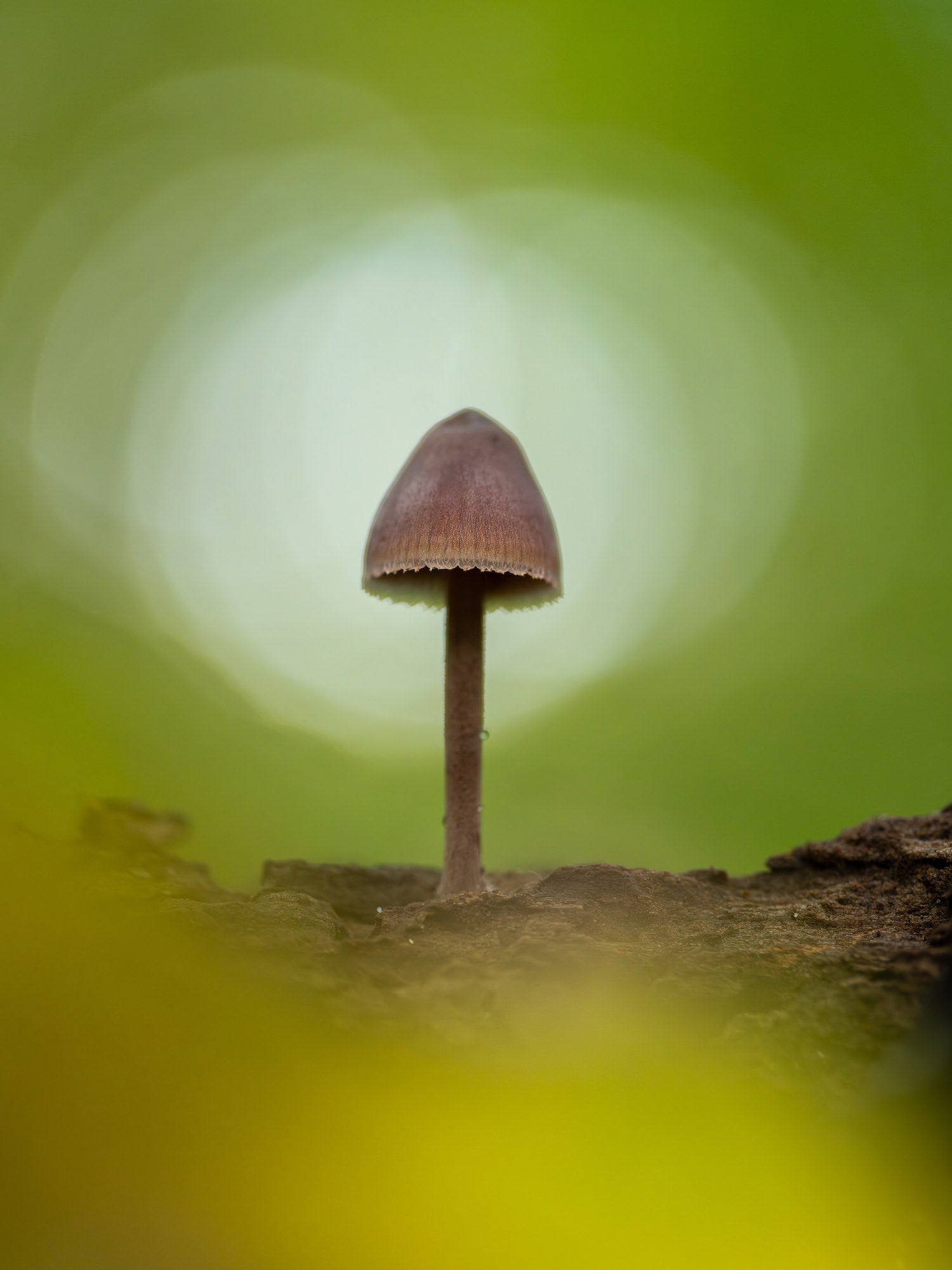 Mushroom