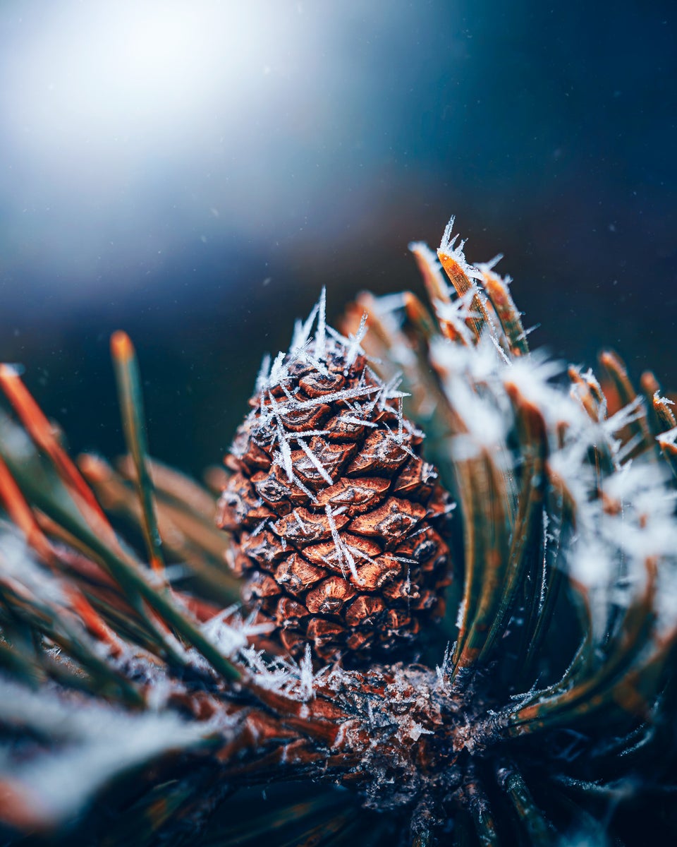 jpg/Alpha-Universe-Macro-Winter-Kristi-ne-Za-le-1-1200_boundsgvjnit.jpg?height=1200&fit=bounds