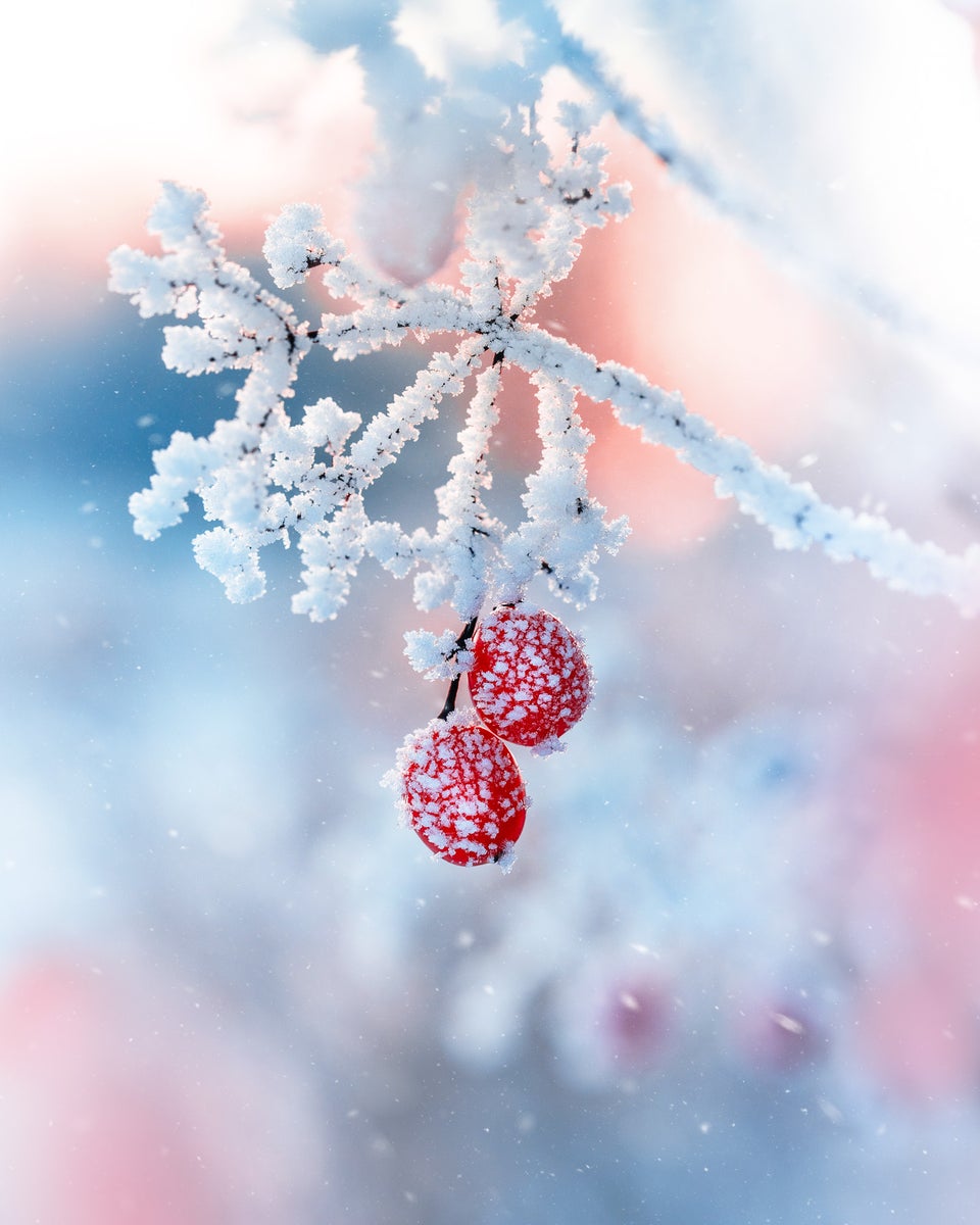jpg/Alpha-Universe-Macro-Winter-Kristi-ne-Za-le-10-1200_boundsjv1mpv.jpg?height=1200&fit=bounds