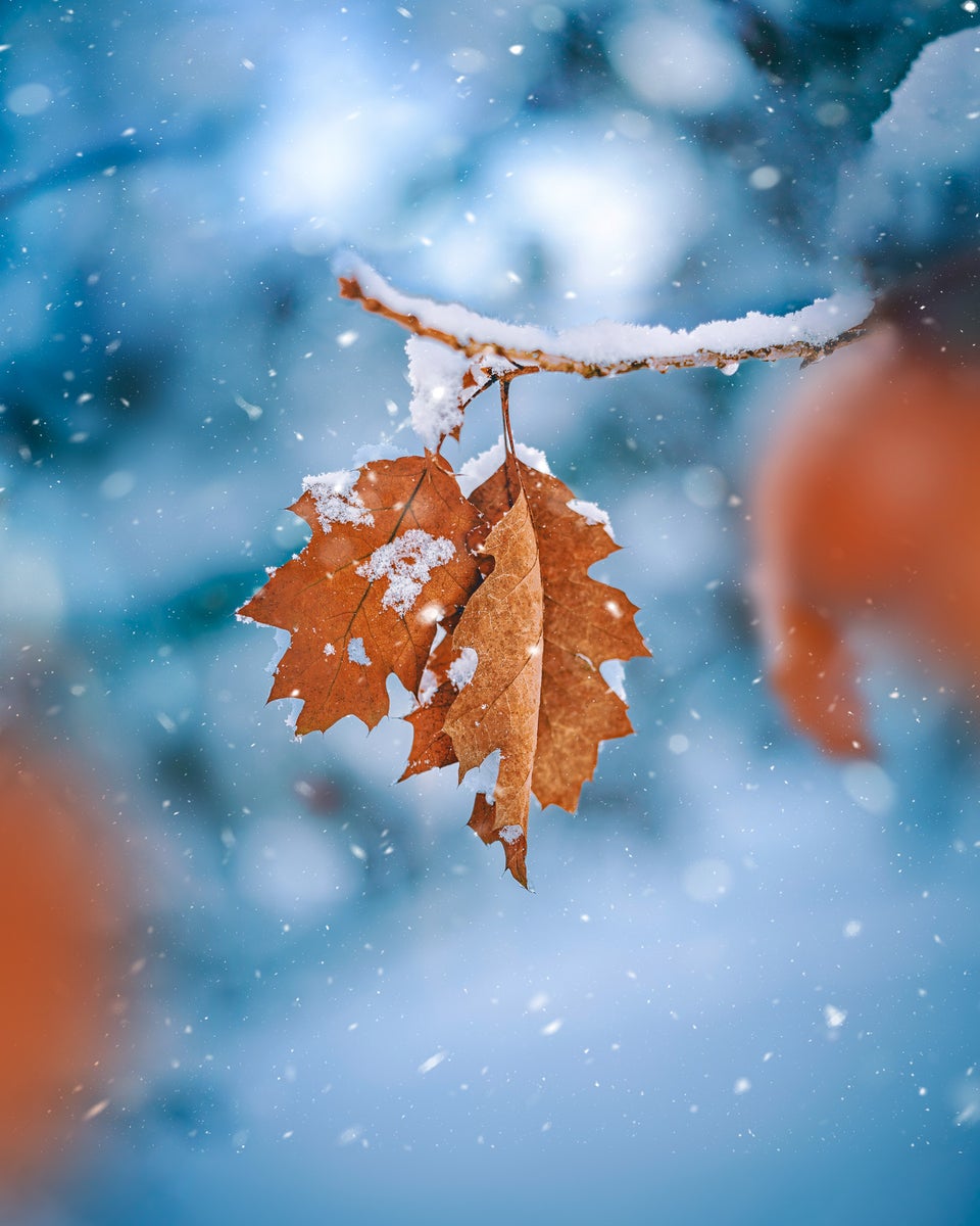 jpg/Alpha-Universe-Macro-Winter-Kristi-ne-Za-le-2-1200_boundsyabhse.jpg?height=1200&fit=bounds