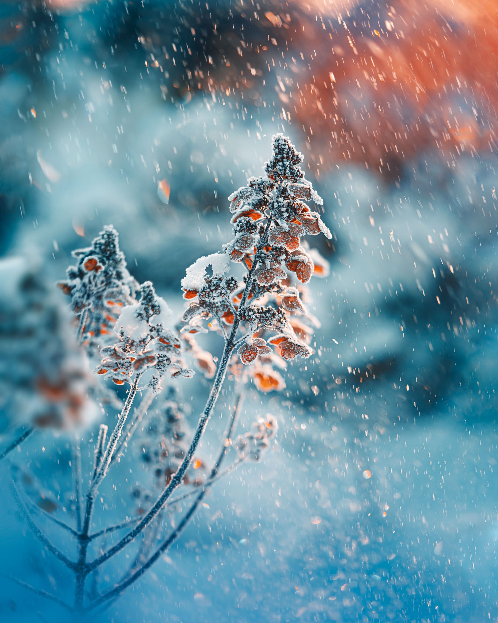 Photo by Kristīne-Zāle. Sony Alpha 7 IV. Sony 90mm f/2.8 Macro G. 1/400-sec., f/2.8, ISO 64