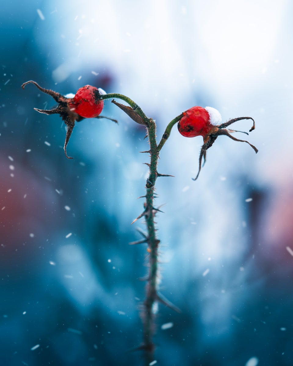 jpg/Alpha-Universe-Macro-Winter-Kristi-ne-Za-le-4-1200_boundsey7joa.jpg?height=1200&fit=bounds