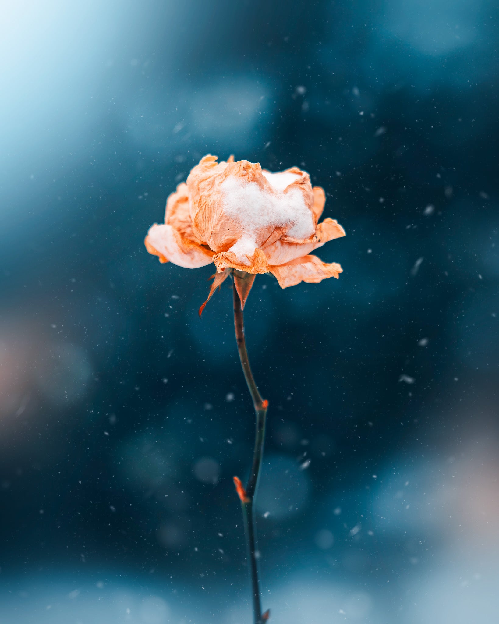 Photo by Kristīne Zāle. Sony Alpha 7 IV. Sony 90mm f/2.8 Macro G. 1/800-sec., f/2.8, ISO 400