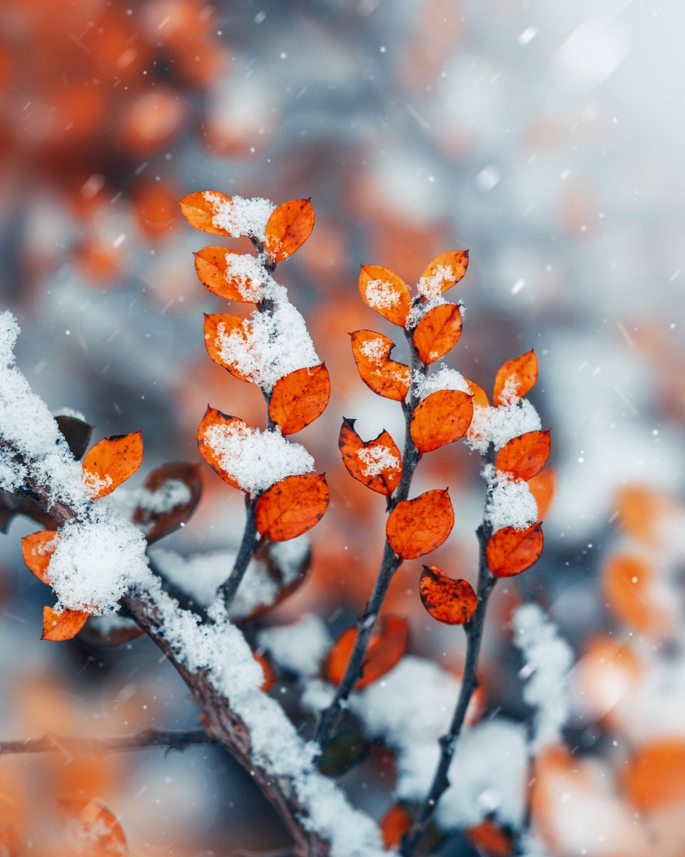 jpg/Alpha-Universe-Macro-Winter-Kristi-ne-Za-le-6-1200_boundsq24orw.jpg?height=1200&fit=bounds