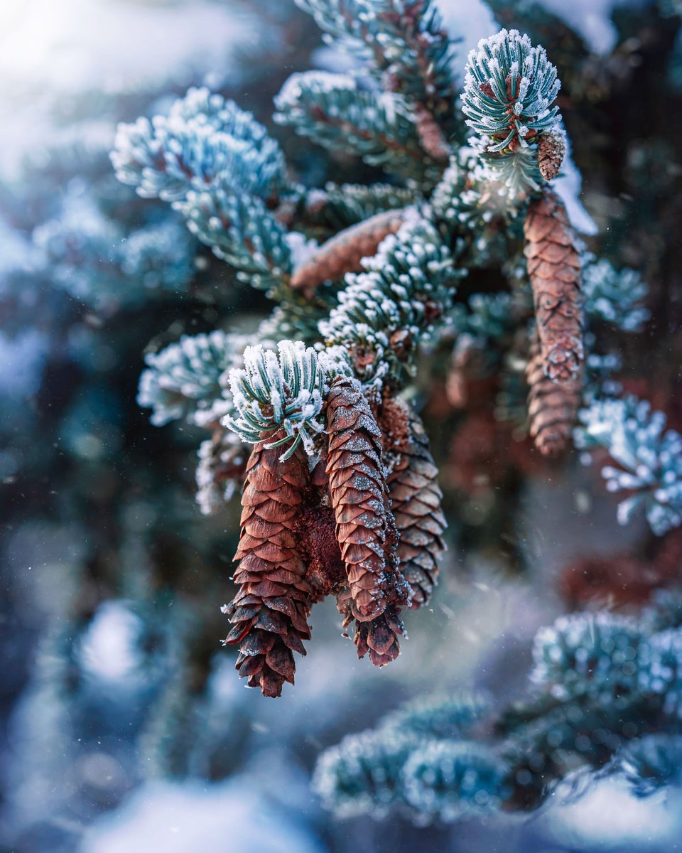 jpg/Alpha-Universe-Macro-Winter-Kristi-ne-Za-le-8-1200_boundsioywhe.jpg?height=1200&fit=bounds